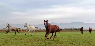 At yarışı kariyerinde 'Bold Pilot' bile ona yanaşamadı