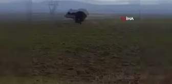 Dev ayı arazide böyle görüntülendi