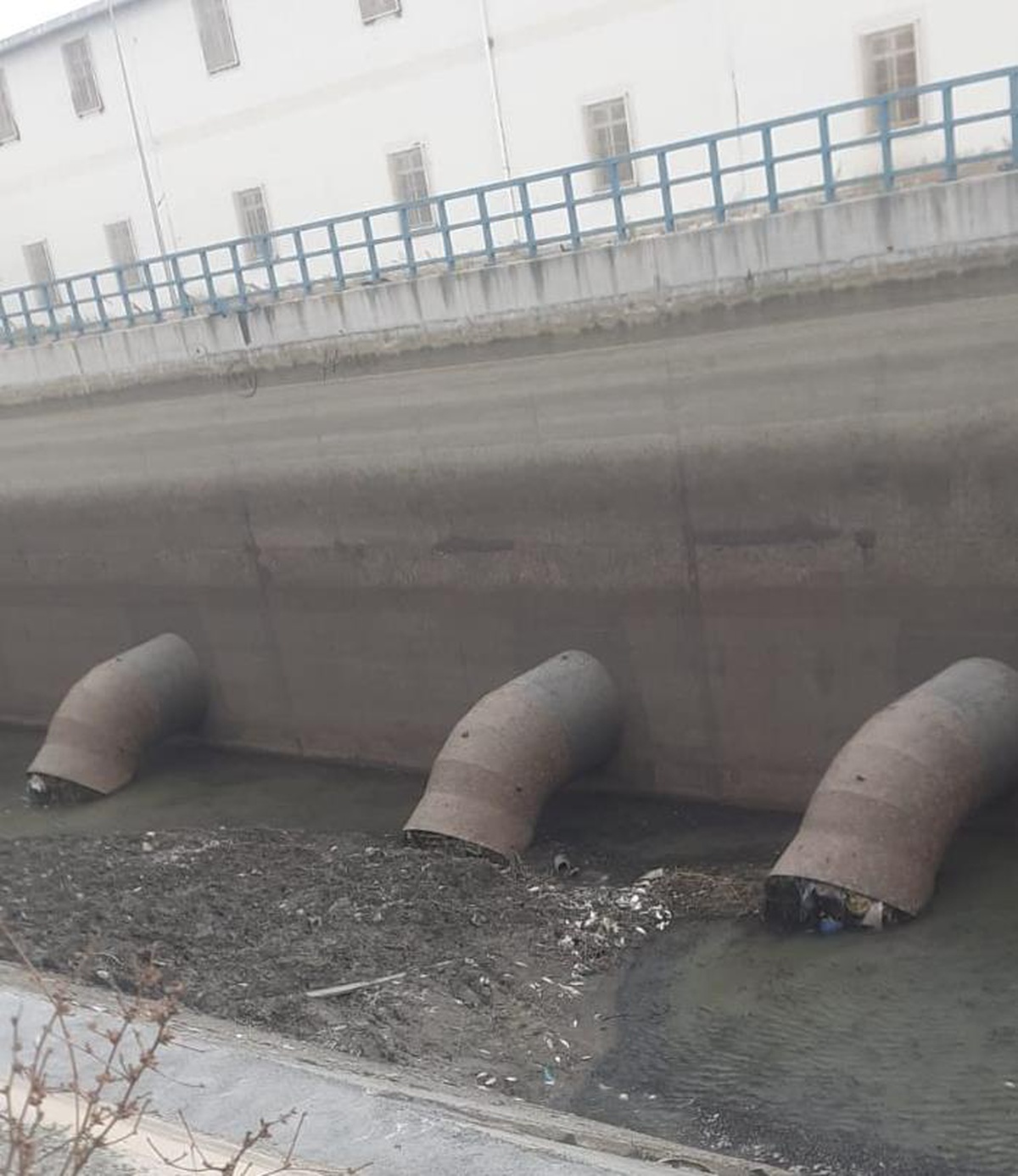 Edirne\'de sulama kanalındaki balık ölümleri
