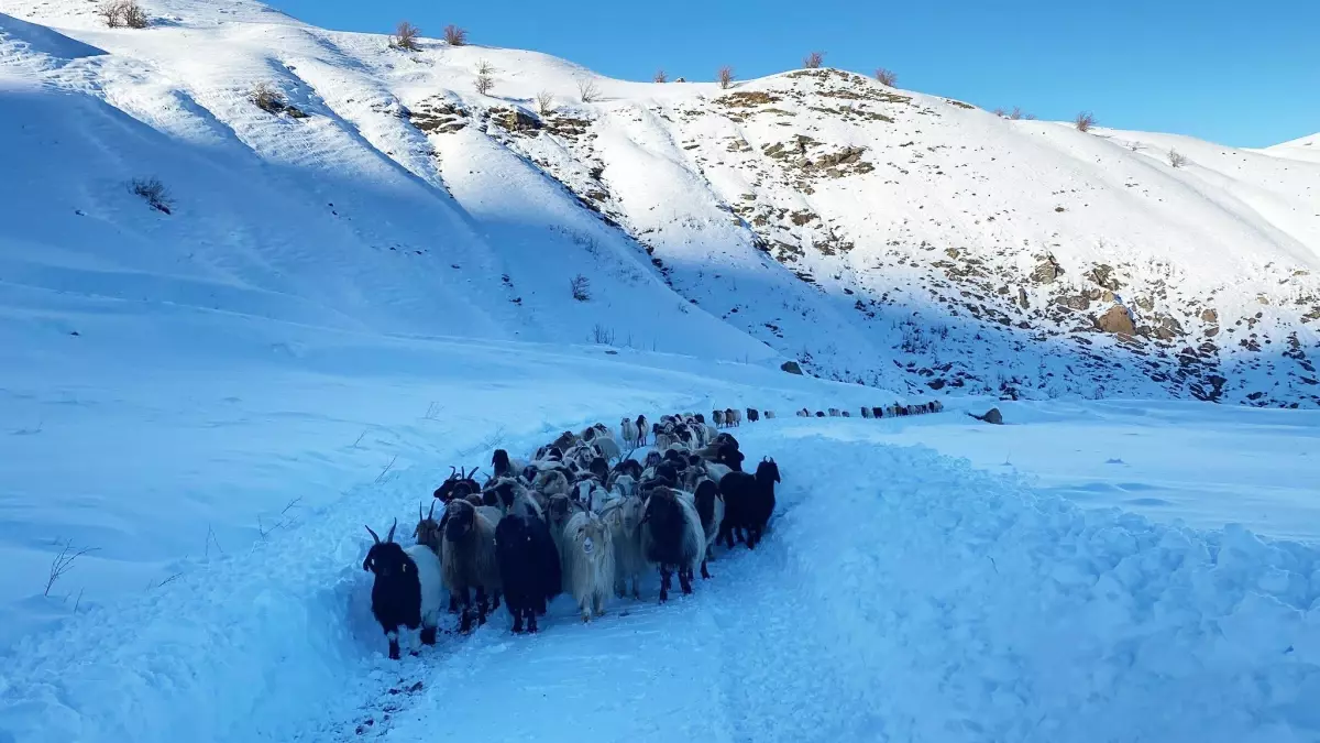 Yolu kapanan köydeki sürü ve çobanlar ekiplerin çalışmasıyla kente ulaştırıldı