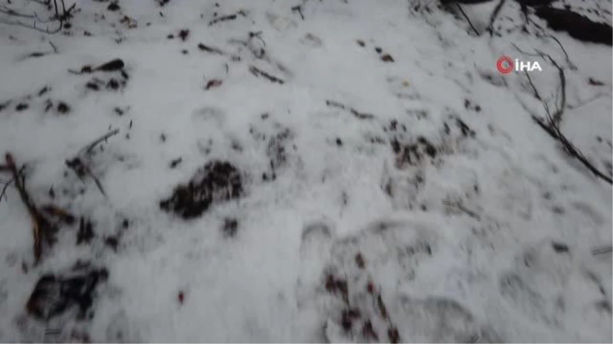 ÇANAKKALE - Kazdağları\'nın yüksek kesimleri kar yağışıyla beyaza büründü