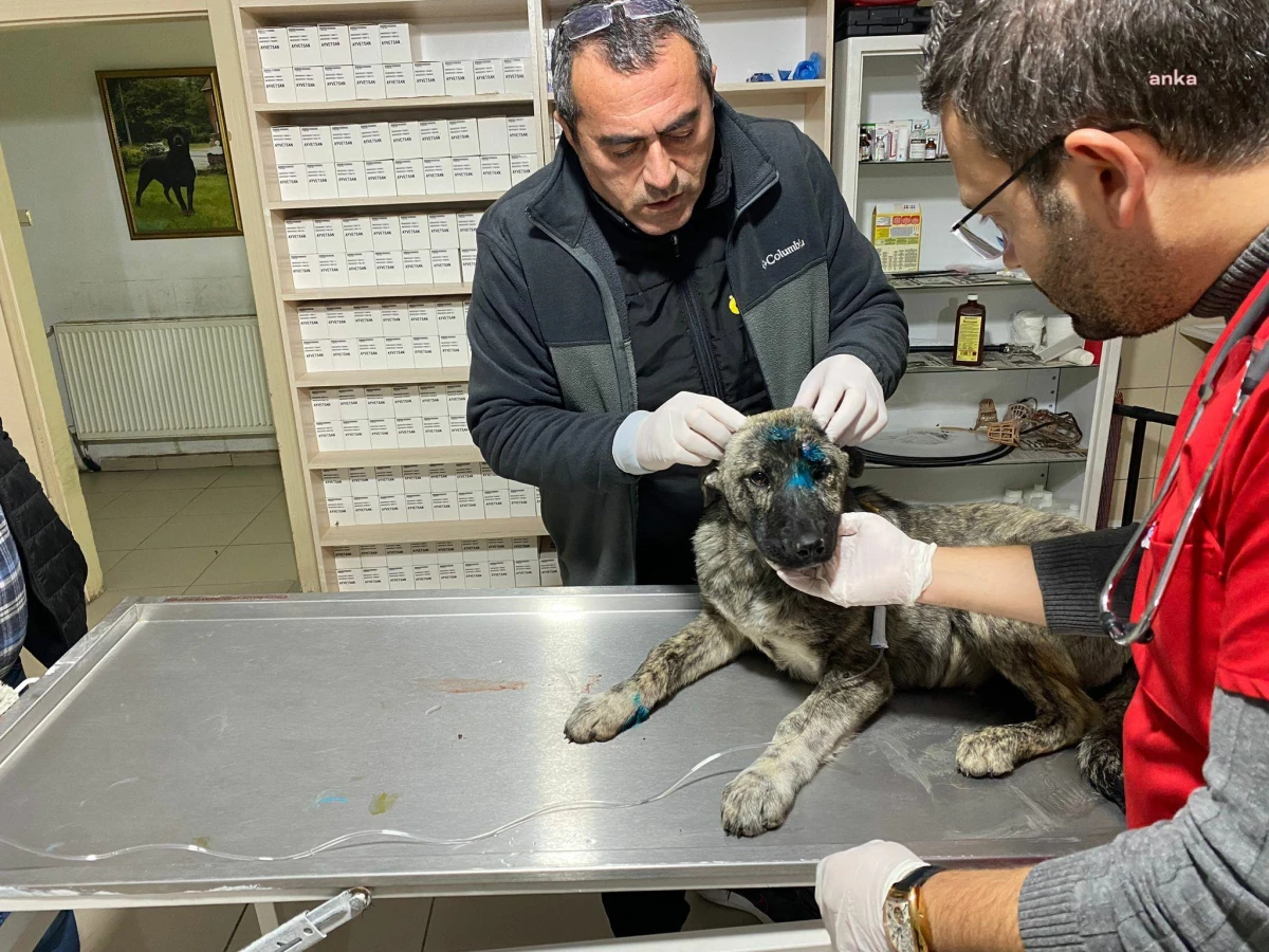 Kırşehir Belediyesi\'nden Yaralanan Sokak Köpeğine İlk Müdahale