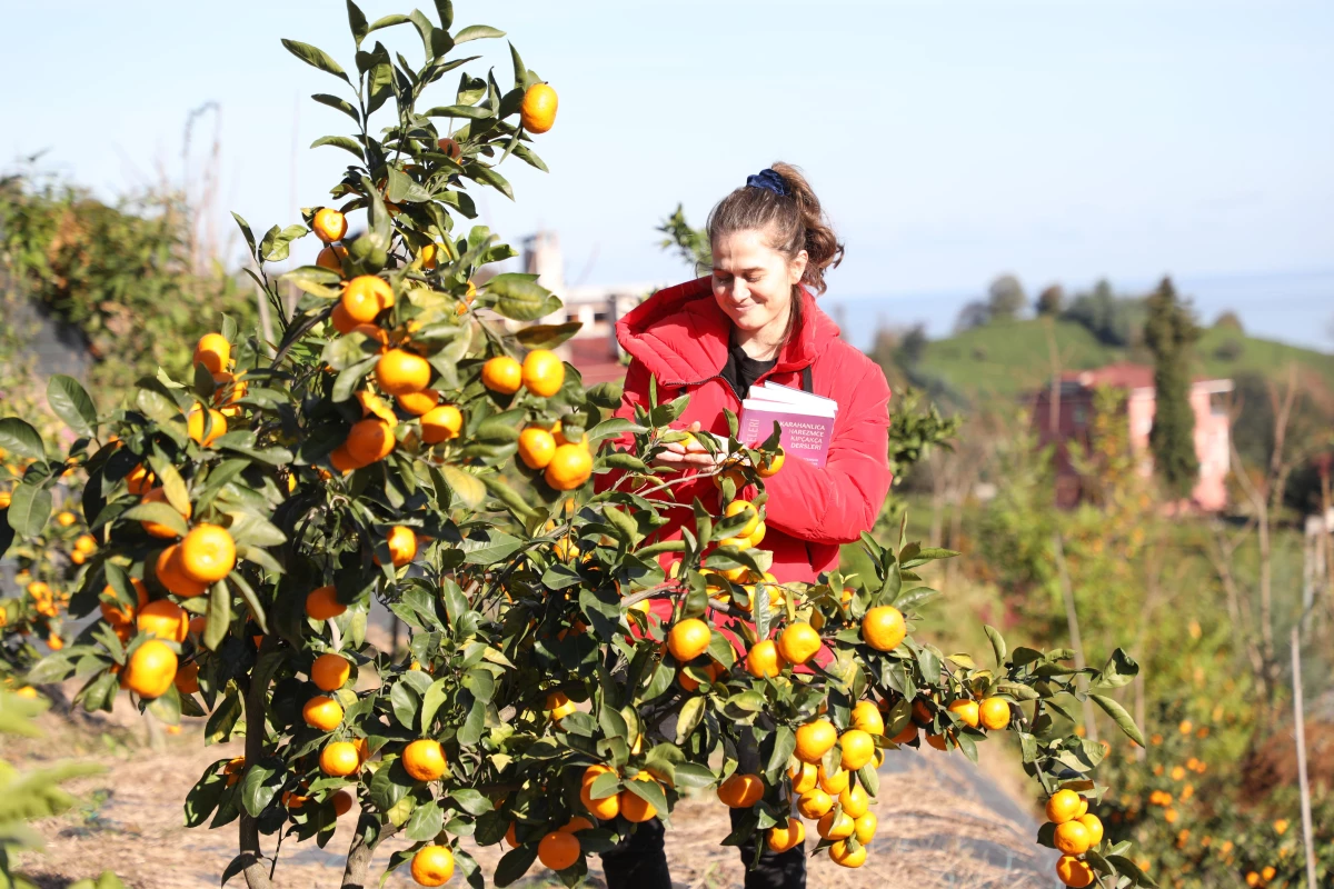 RTEÜ\'nün 9 farklı mandalina ürettiği bahçede hasat şenliği düzenlendi