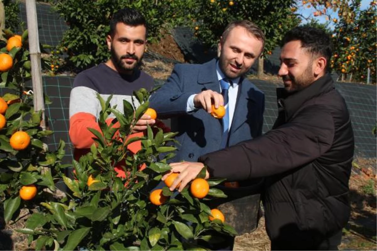 TESCİLLİ RİZE MANDALİNASI, 9 TÜRÜ İLE TÜRKİYE MEYVE LİSTESİNE ADAY