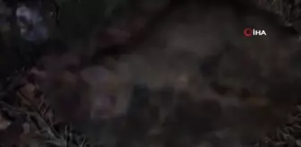 Yavru kediyi işkence yaparak öldürdüler