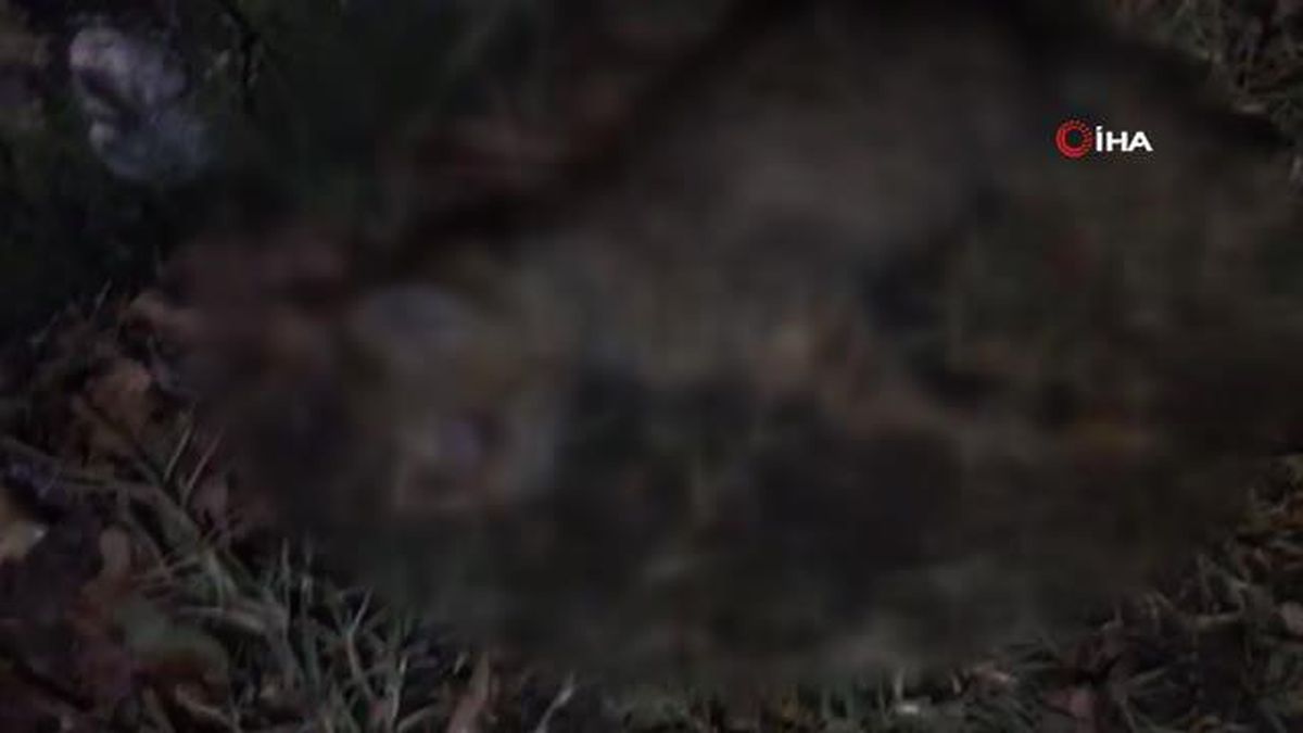 Yavru kediyi işkence yaparak öldürdüler