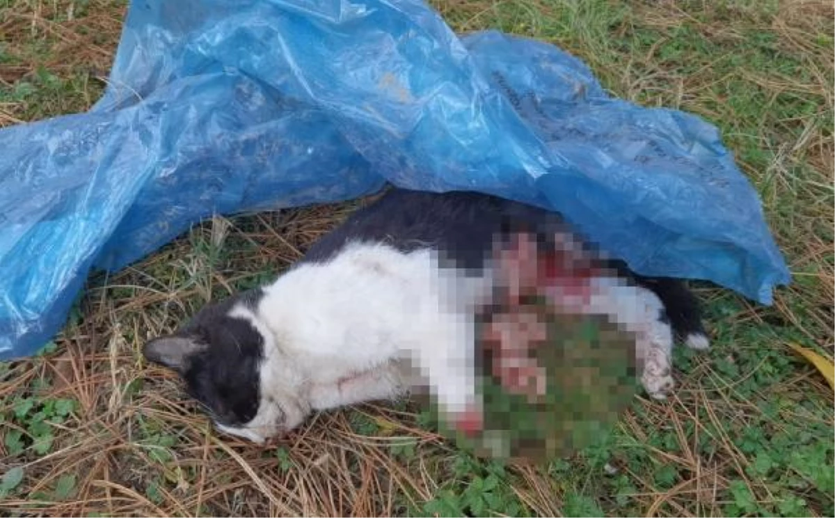 5 ayda baktığı 4 kedi katledildi, yavru kedisini patileri kesilmiş halde buldu