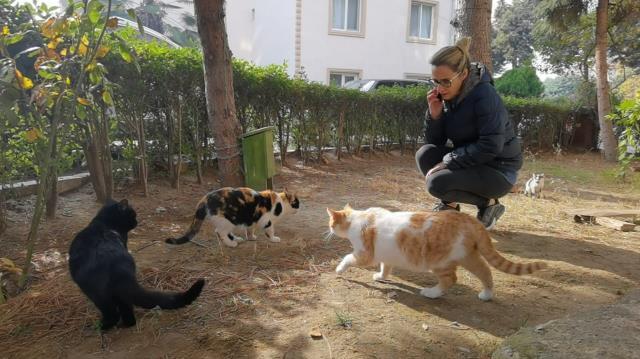 5 ayda baktığı 4 kedi öldürüldü, yavru kedisini patileri kesilmiş halde buldu