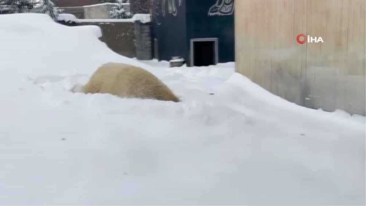 ABD\'de kutup ayısının kar keyfi