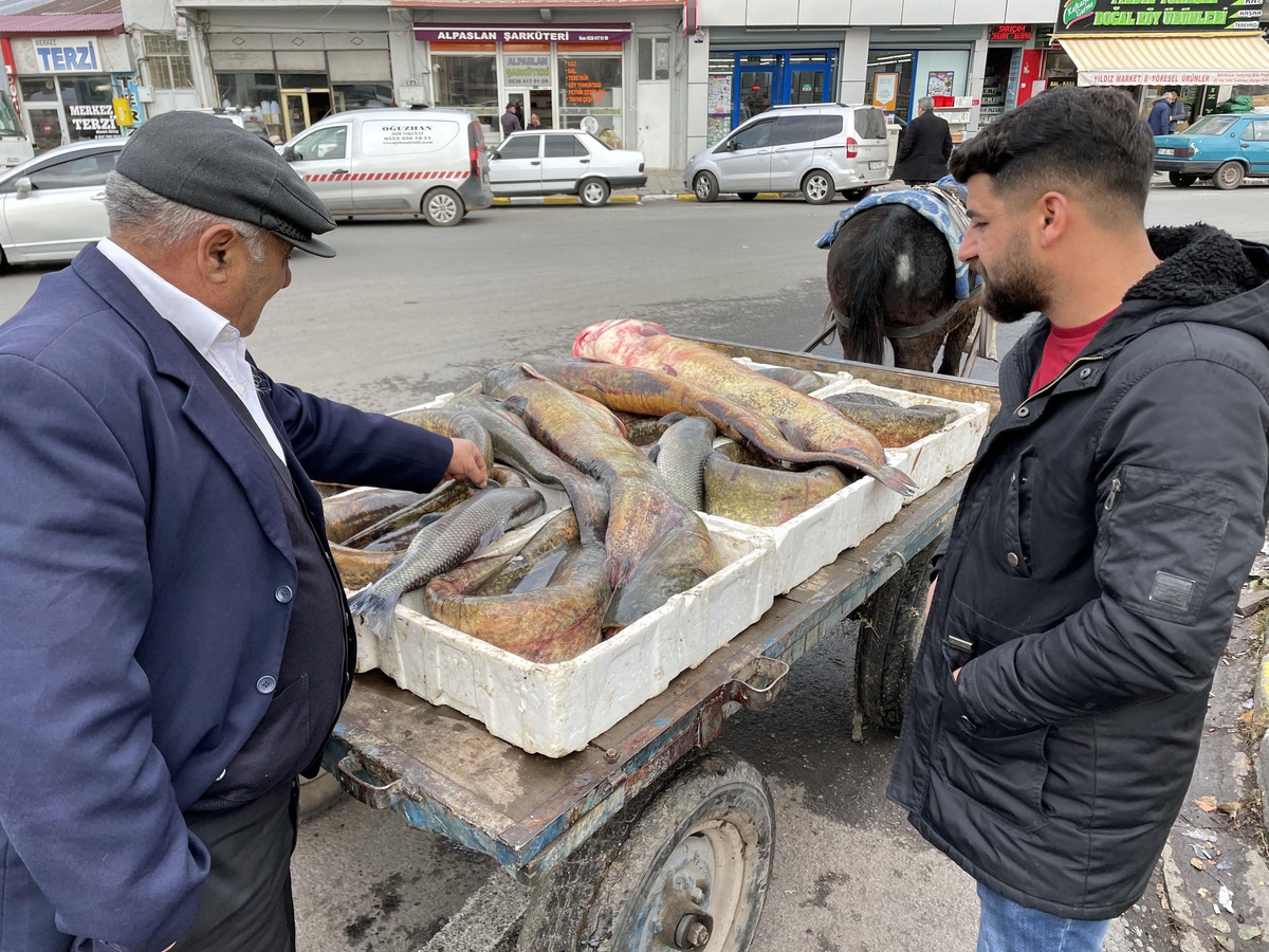 Boyları 1 metreyi aşan 5 yayın balığı yakalandı