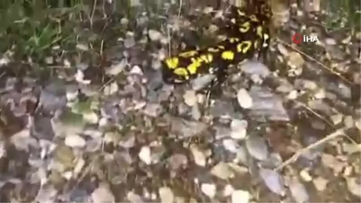 Batman'da 'sarı benekli semender' görüldü