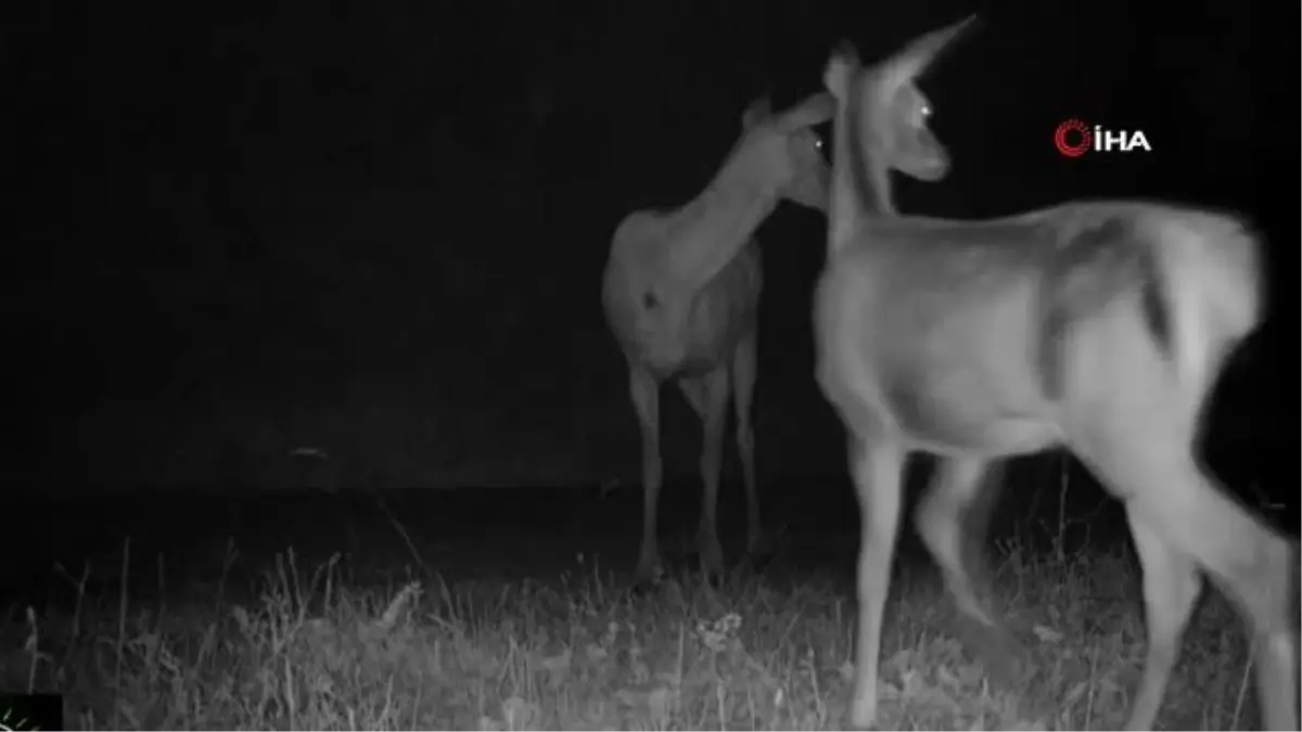 Bursa'da kızıl geyiklerin yaban hayatı fotokapana yansıdı