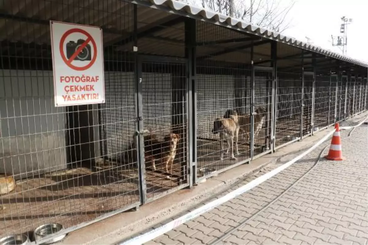 ESKİŞEHİR\'DE YASAKLI IRK KÖPEKLERİN ÖLDÜĞÜ İDDİA EDİLEN BARINAK, HAYVANSEVERLERE AÇILDI