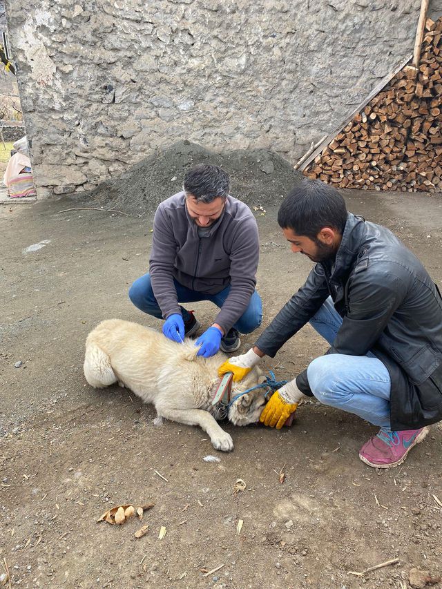 Bitlis'ten sonra bu sefer de Kars! 1 köy kuduz nedeniyle karantinaya alındı Bitlis'ten sonra bu sefer de Kars! 1 köy kuduz nedeniyle karantinaya alındı