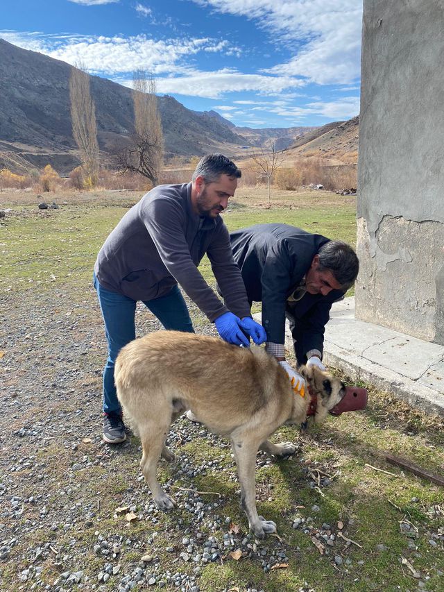 Bitlis'ten sonra bu sefer de Kars! 1 köy kuduz nedeniyle karantinaya alındı Bitlis'ten sonra bu sefer de Kars! 1 köy kuduz nedeniyle karantinaya alındı