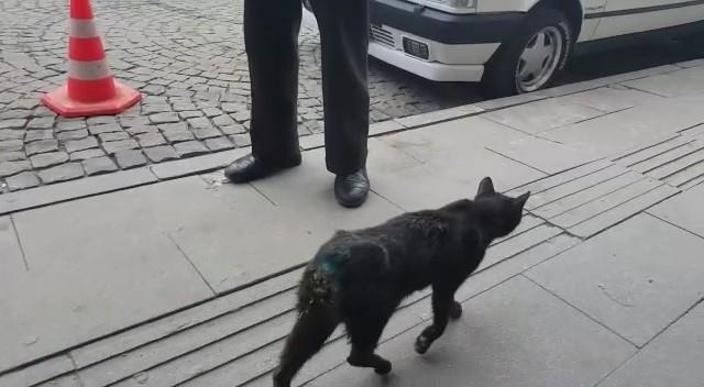 Kiminin kuyruğu, kiminin bacağı yok! Gümüşhaneliler, kedilere eziyet eden kişilerin bulunmasını istiyor Kiminin kuyruğu, kiminin bacağı yok! Gümüşhaneliler, kedilere eziyet eden kişilerin bulunmasını istiyor
