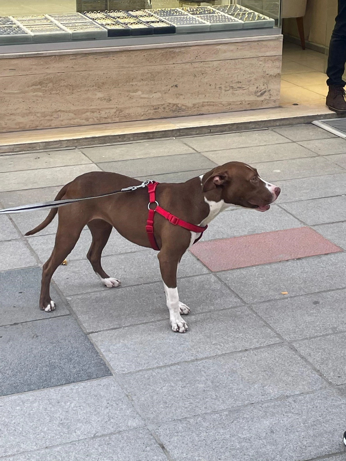 Ordu\'da "pitbull" cinsi köpeğin saldırdığı köpek yaralandı