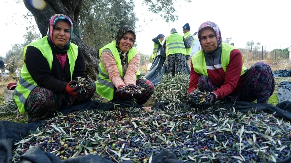 Edremit Belediyesi zeytinyağları için hasat devam ediyor