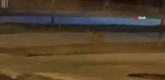 Elazığ'da aç kalan tilki şehir merkezine indi