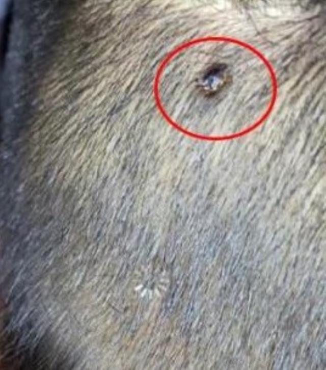 Kafasındaki tehlikeyi berber fark etti, hayatı kurtuldu