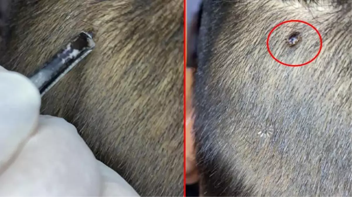 Adana\'da saç tıraşı olmaya gelen müşterinin kafasında kene tespit edildi, anında müdahale hayat kurtardı