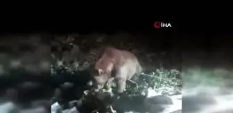 Mardin'de ayı ve köpek çöpü birlikte eşeledi