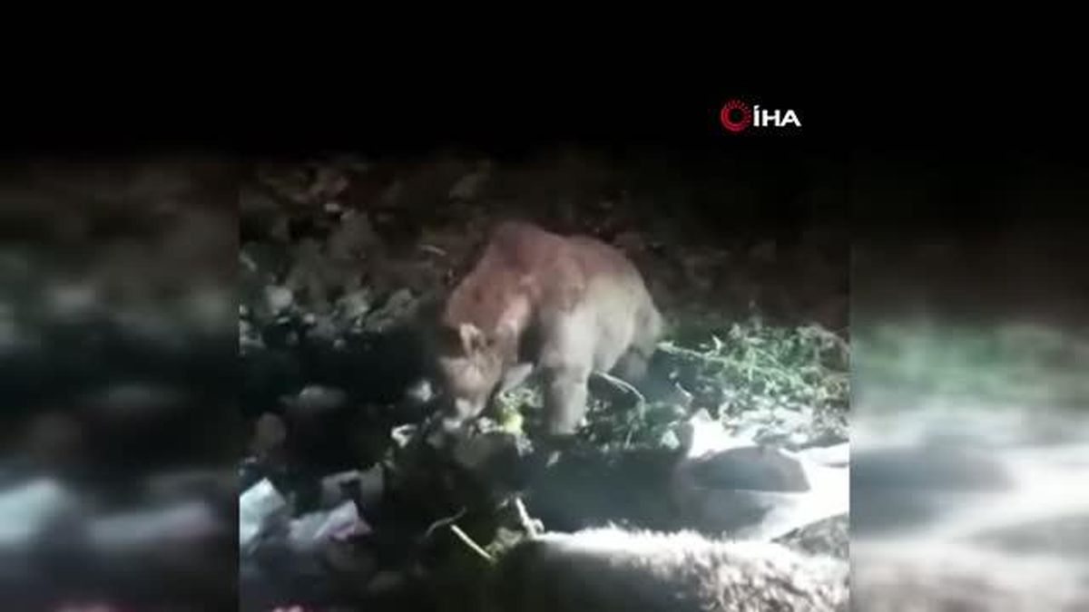 Mardin'de ayı ve köpek çöpü birlikte eşeledi