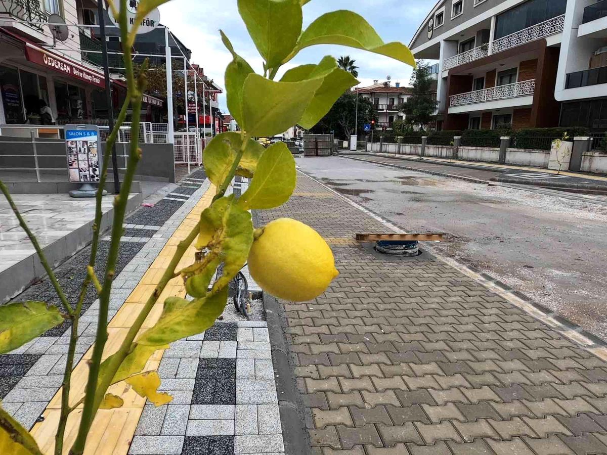 Marmaris\'te Sokakları Limon Ağaçları Süsleyecek