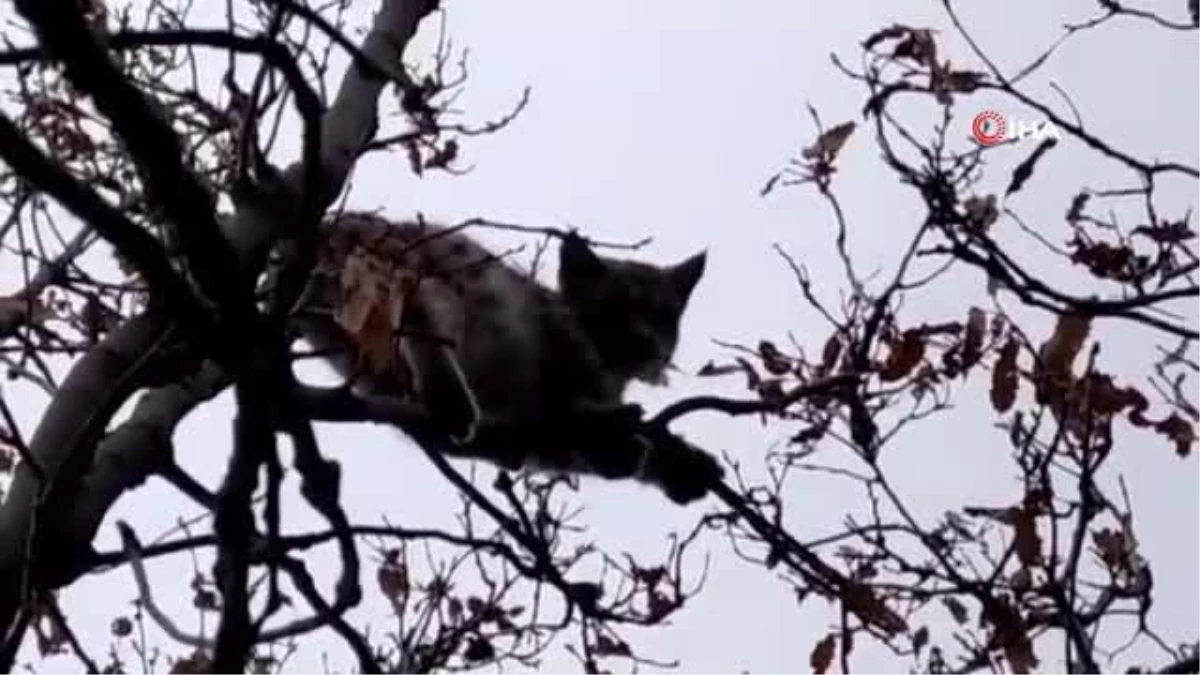 Nesli tükenme tehlikesi altında bulunan vaşak, köpekten kaçıp ağaca tırmandı