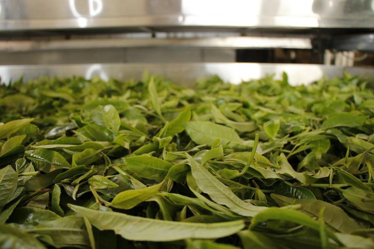 Çin\'in Yunnan Eyaleti, Asırlık Çay Ağaçlarının Korunmasına İlişkin Yönetmeliği Onayladı
