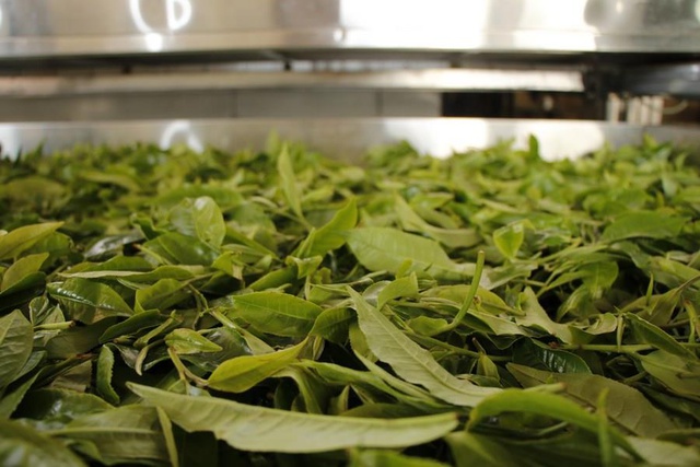 Çin'in Yunnan Eyaleti, Asırlık Çay Ağaçlarının Korunmasına İlişkin Yönetmeliği Onayladı Çin'in Yunnan Eyaleti, Asırlık Çay Ağaçlarının Korunmasına İlişkin Yönetmeliği Onayladı