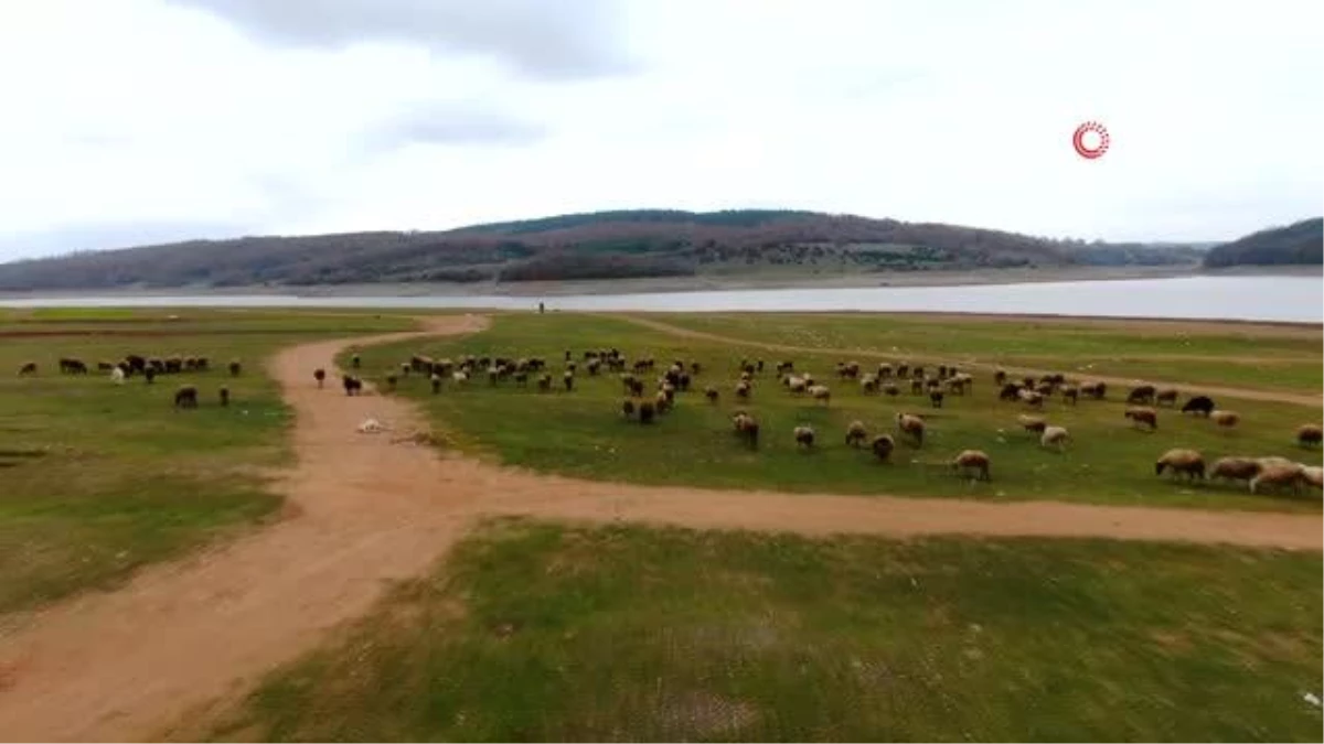 Suların çekildiği Ömerli Barajı\'nda artık büyükbaş hayvanlar otlatılıyor