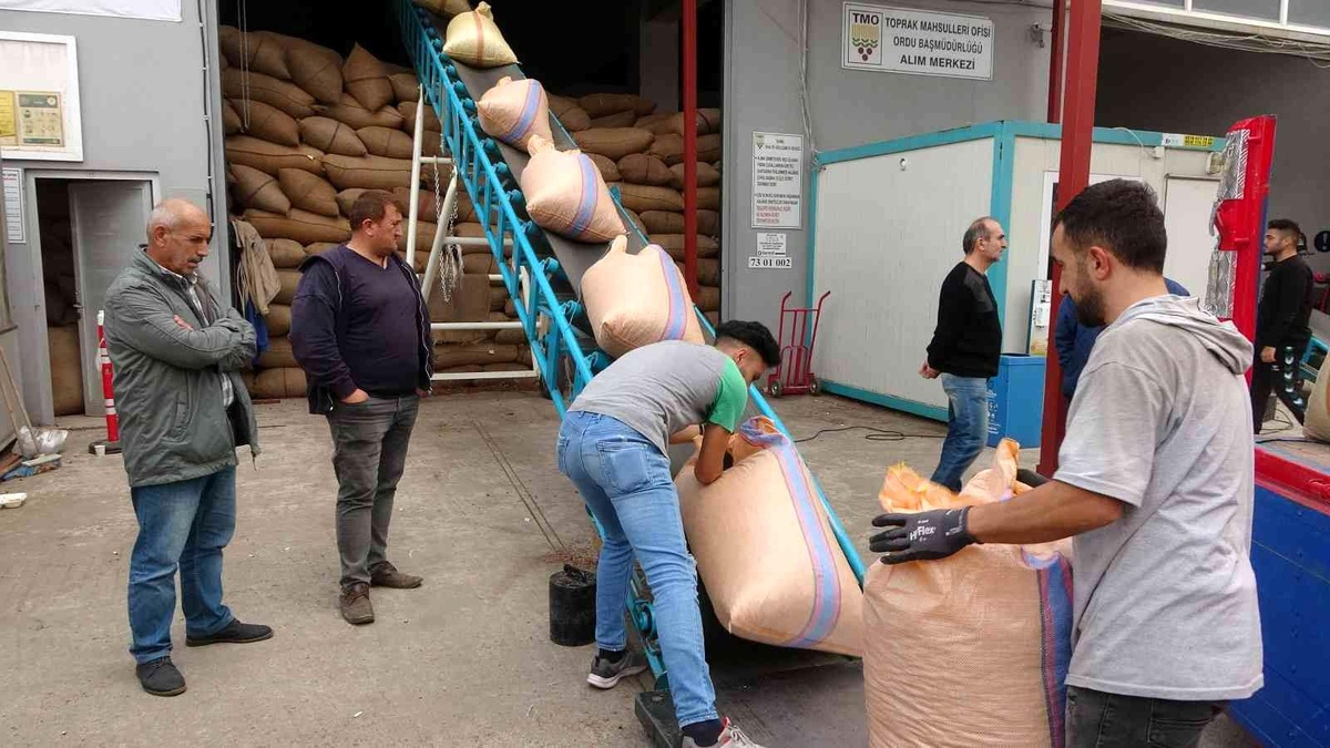 TMO\'nun fındık alımları 31 Aralık tarihine kadar devam edecek