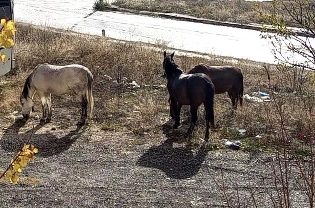 Başıboş dolaşan atların sayıları artmaya başladı