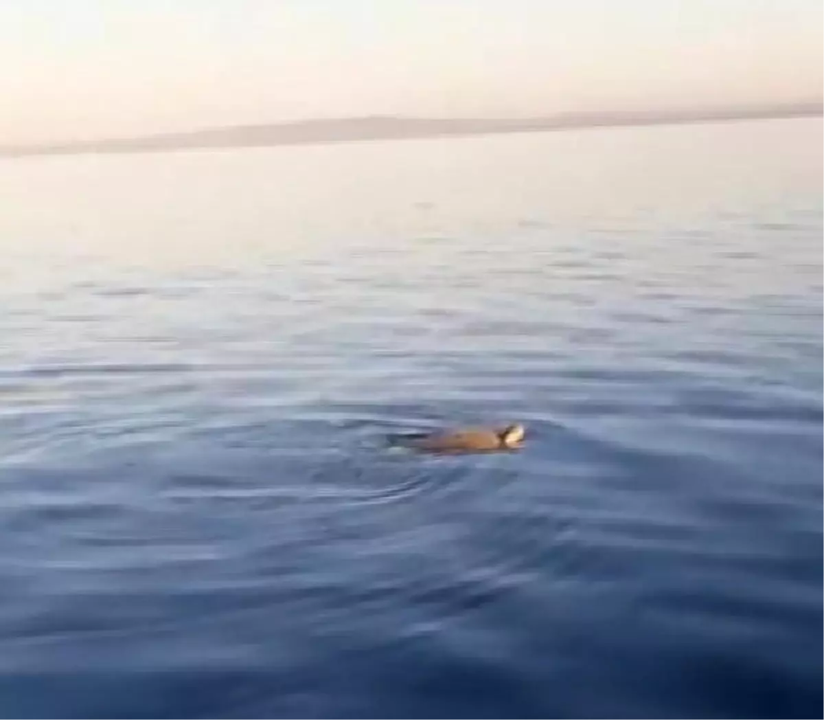 ÇANAKKALE\'DE BOĞAZDA GÖRÜLEN CARETTA CARETTA, MARMARA İÇİN UMUT OLDU