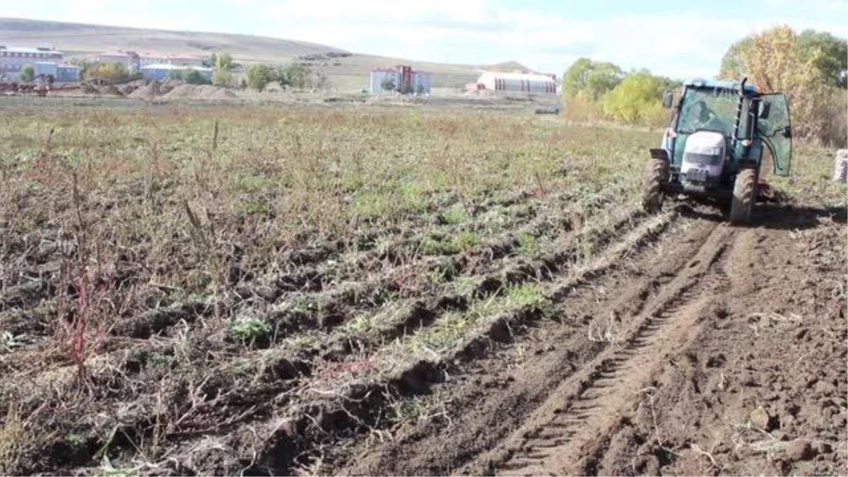 Çiftçilerin patates hasadı devam ediyor