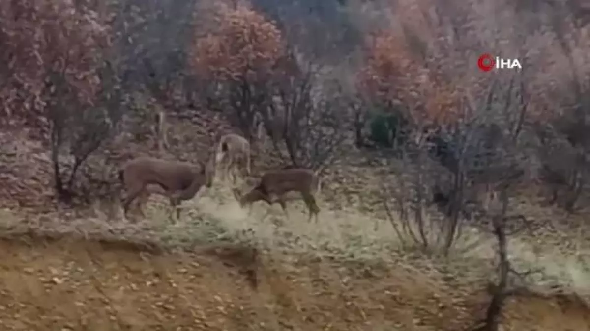 Elazığ\'da sürü halinde yaban keçileri görüldü