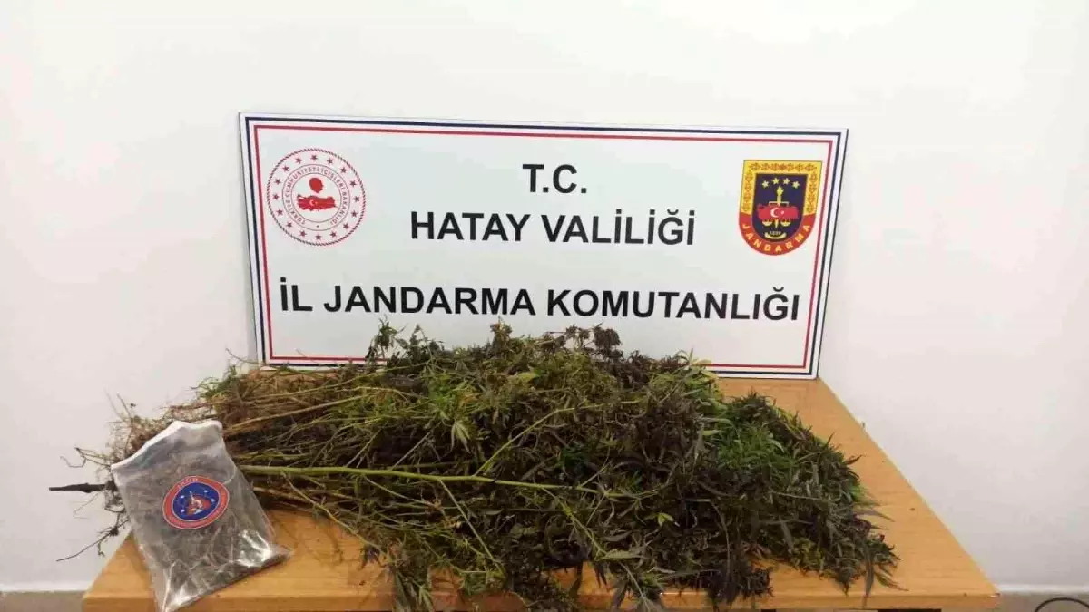 Hatay\'da 477 kök skunk, 313 gram kubar esrar ele geçirildi