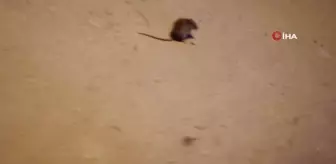 Kediyle farenin oyunu kameraya böyle yansıdı