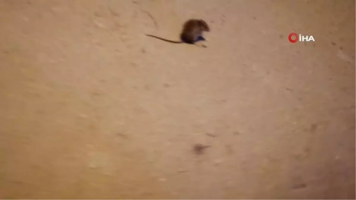 Kediyle farenin oyunu kameraya böyle yansıdı