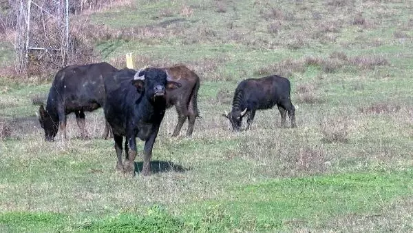 Merada otlayan mandayı tüfekle alnından vurdular