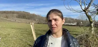 Merada vahşet... Gebe mandayı başından vurarak öldürdüler