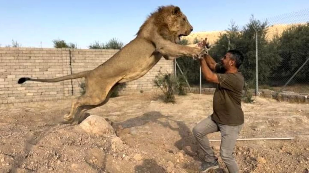 Hayatını vahşi hayvanlara adadı! Diyarbakırlı Ahmet\'in evde beslediği aslanlar, ayda 1.5 tona yakın et tüketiyor