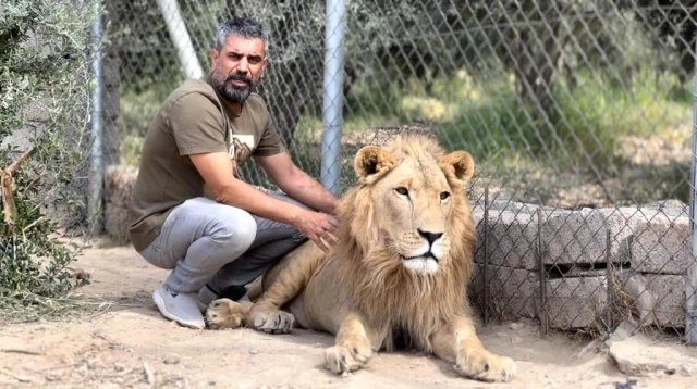Diyarbakırlı Ahmet'in evde beslediği aslanlar ayda 1.5 tona yakın et yiyor