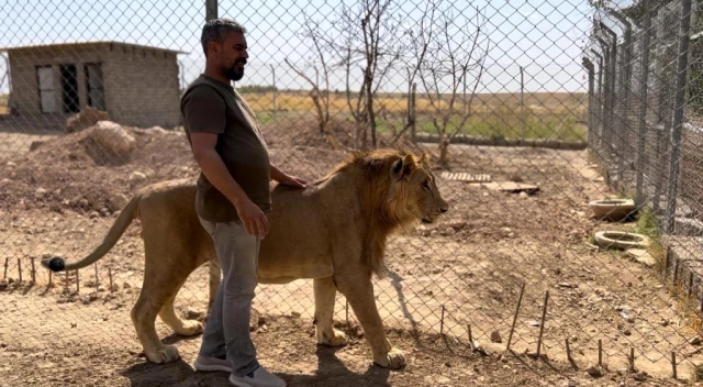 Diyarbakırlı Ahmet'in evde beslediği aslanlar ayda 1.5 tona yakın et yiyor