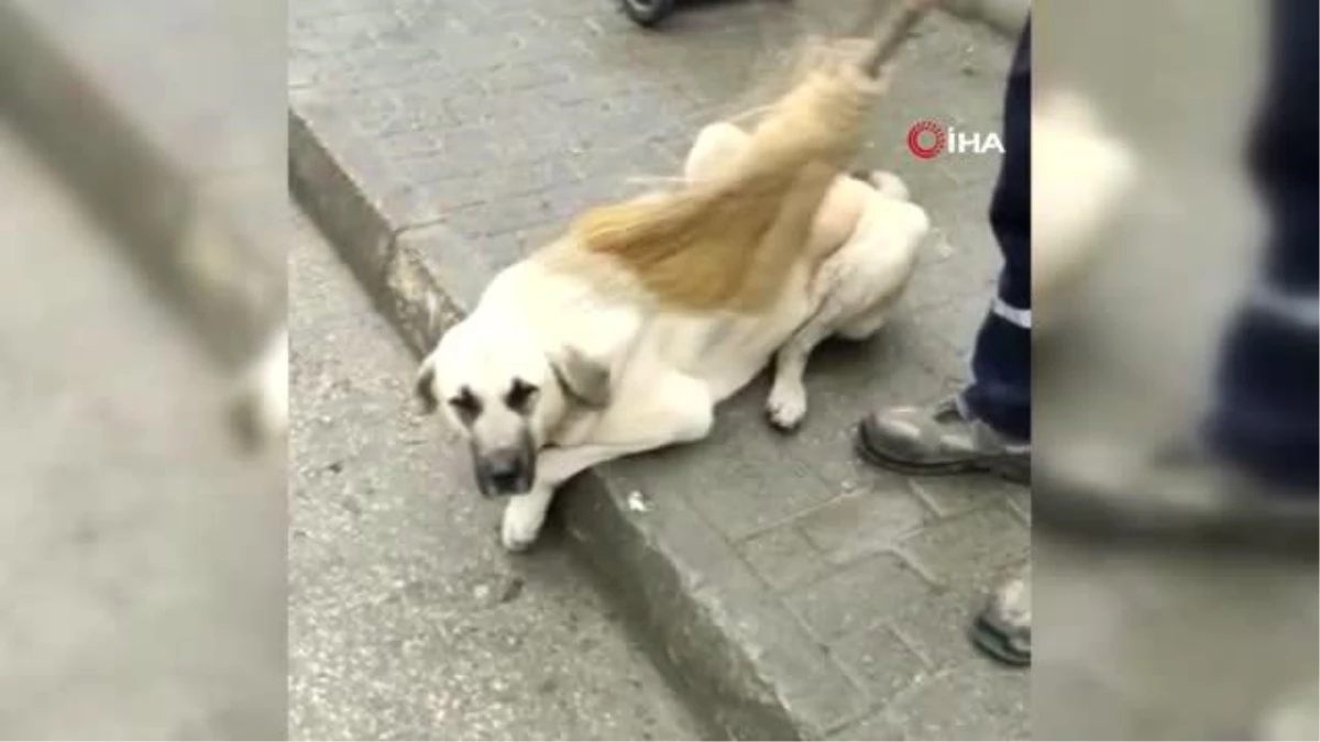 Temizlik görevlisiyle sokak köpeğinin yürek ısıtan dostluğu kamerada