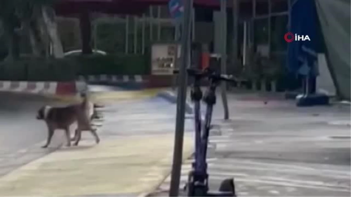 Yaşlı adama köpek saldırısı kamerada