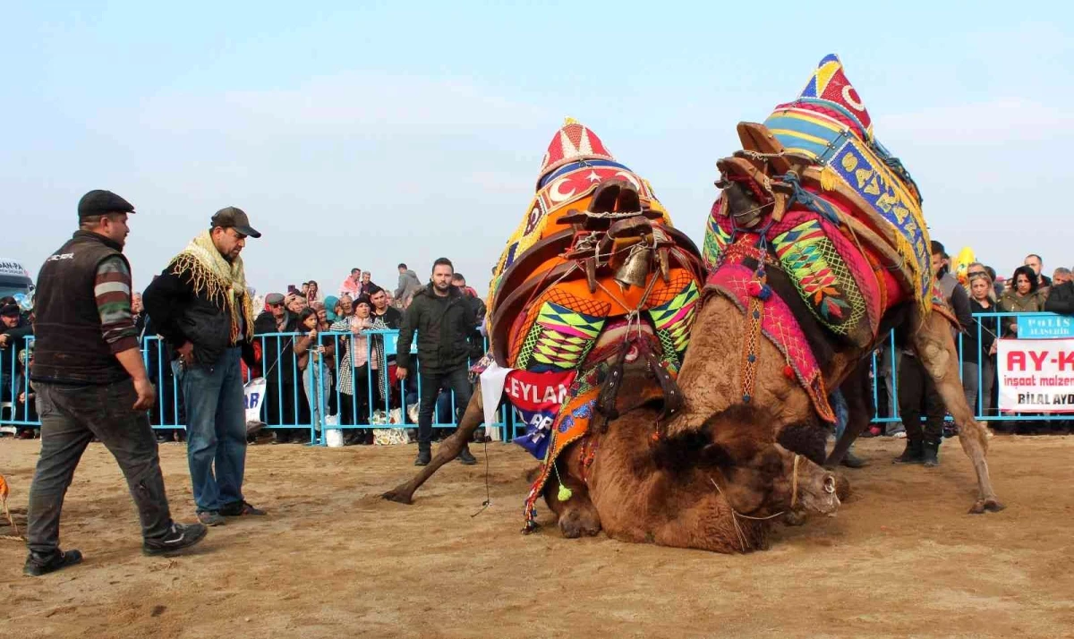Alaşehir\'de deve güreşlerine büyük ilgi