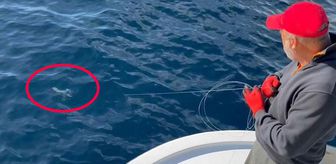 Türk karasularında 50 yıl sonra ortaya çıkan türü gören balıkçı kameraya sarıldı