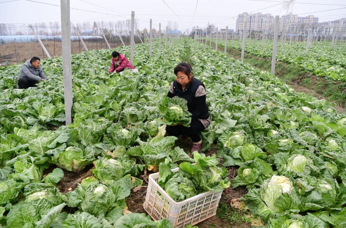 Çin\'de Soğuk Hava Dalgası Ortasında Sebze Hasadı